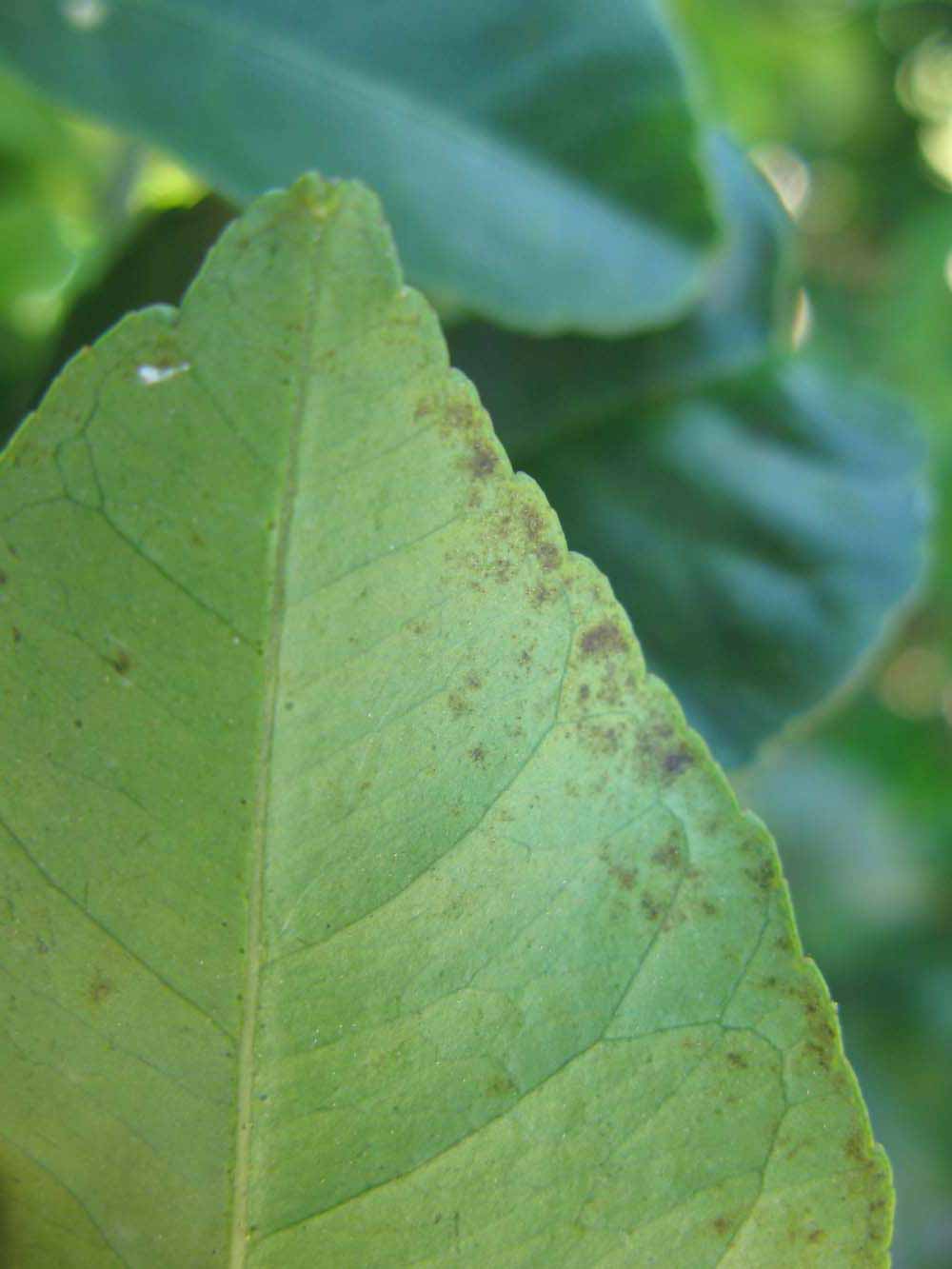              Margin (Winter Haven, FL)       